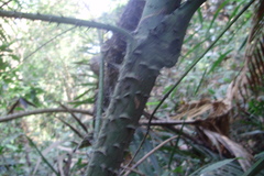 Calamus dransfieldii